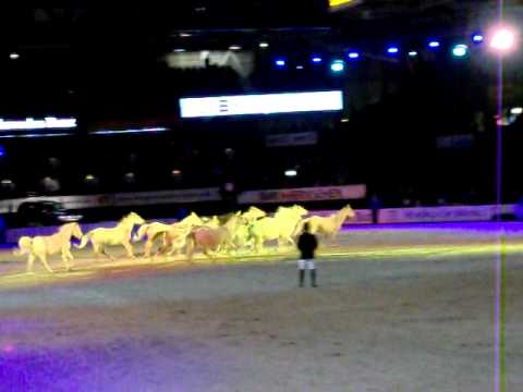 Arabians at liberty @ German Masters