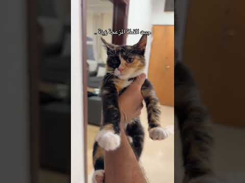 زعتر اخر شي😂 #cat #هتضحك #قطط #كوميديات #اكسبلور #funny #funnycat