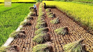 La cosecha de grano en China sube un 1,2 % hasta un récord de 715 millones de toneladas en 2025