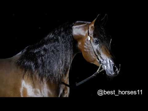 Mansour Al Jalawiyah