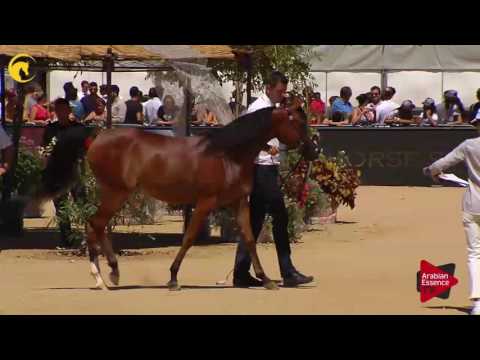 N.6 BADAWIA AL MUAWD - MENTON 2017 - Yearling Fillies (Class 1A)