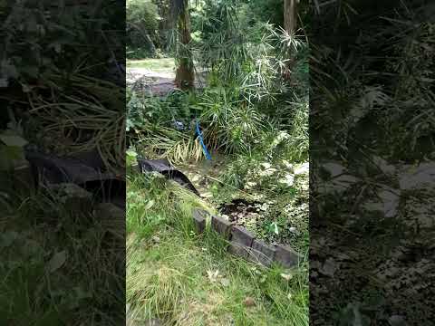 Ver9350, Bosques Carlos Gesell, Viveros, Villa Gesell 2026, Pcia.Buenos Aires Argentina