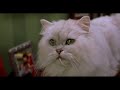 Stuart Little Funny Scene In Hindi 1
