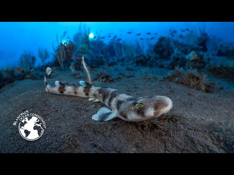 The Fire Under the Sea | Episode 2: STROMBOLI– Blancpain