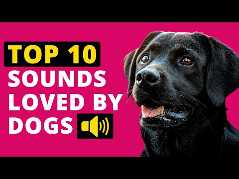 Top 10 Sounds That Make Dogs SUPER Happy! 🐶