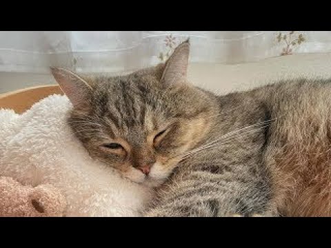 Cats in Their Silliest Moments �� | Animals | Funny cat #6