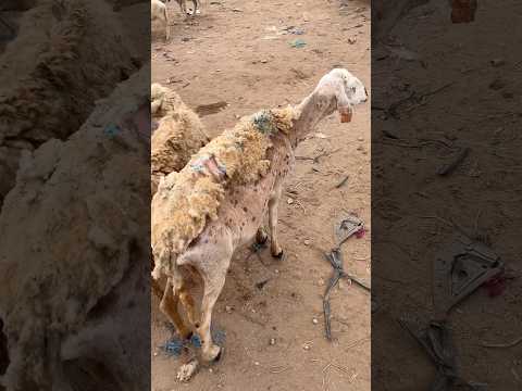 نعجة مهلوكة كلها أمراض ، جابها مولاها للسوق باغي يبيعها هادي بحد داتها مصيبة #المغرب #عيد_الاضحى