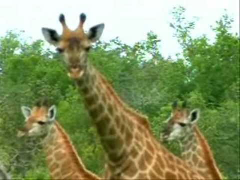 Giraffes Heron Hippo Elephant