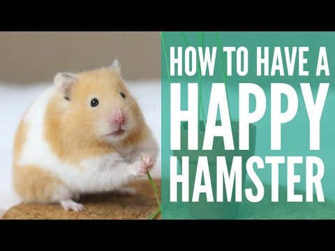 YouTube video about: How to tell if syrian hamster is happy?