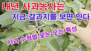 내년 사과농사는 지금 결과지를 보면 안다.(사과 수형별 꽃눈 오는 특성, 사과 결과지 만들기, 사과 꽃눈 형…