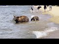 Chill Bears Hanging Out at Beach Are Still Dangerous