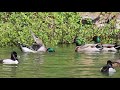 Gays Mallard Ducks Mating