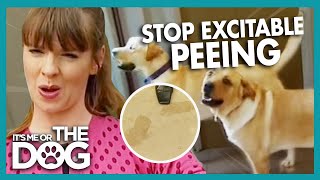 How to Stop Your Dog Peeing in the House | It