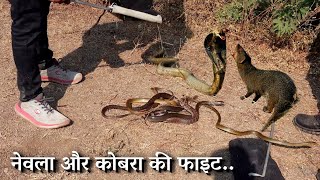 देखिए नेवला और कोबरा सांप की फाइट, इन दोनो की फाइट क्यों होती हैं.. Mongoose Vs Cobra snake Fight