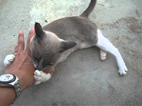 feral cat became friendly to human