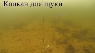 Ловля капканами для щуки