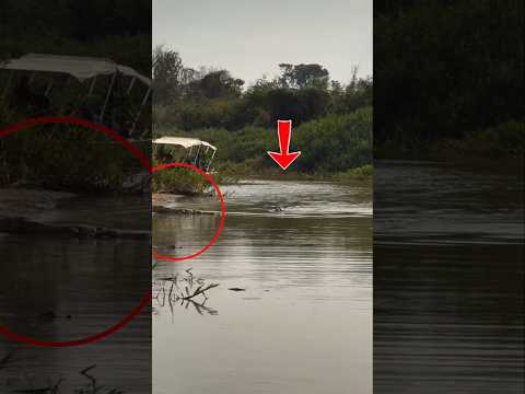 முதலையை தேடிப் போய் வேட்டையாடும் ஜாகுவார்! |Jaguar Hunts Caiman Crocodile Underwater