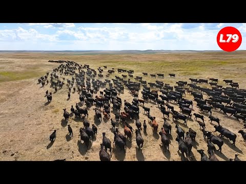 Millions Of Longhorn Cattle In America And Africa Are Raised This Way - Processing Factory