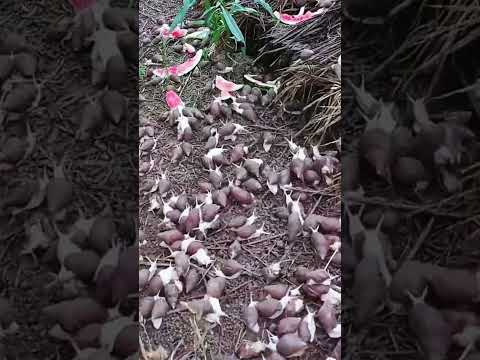 #trending #farming #harvesting #viral #shorts #youtubeshorts #snails @EarthAndSkyDiaries