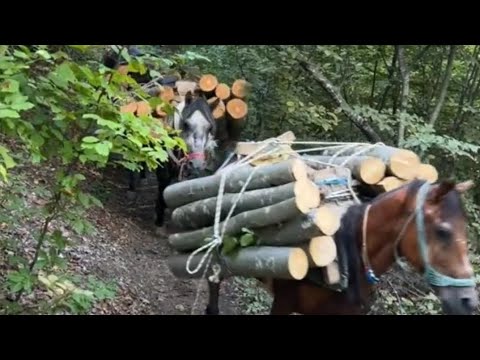 Rijetko vidjena samarica sa više konja iznose drva iz šume