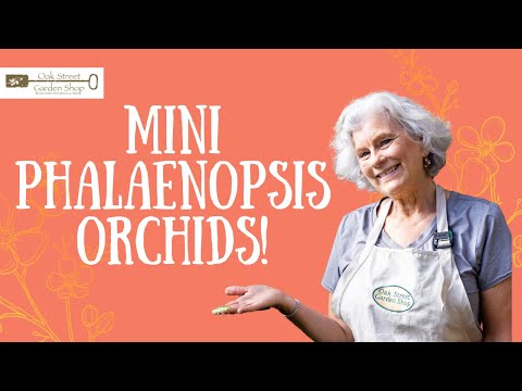 Mini Phalaenopsis Orchids!