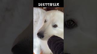 ひとなでで寝落ちする愛犬　#greatpyrenees #大型犬のいる生活 #大型犬 #大型犬と暮らす #グレートピレニーズ #癒し #犬のいる生活 #愛犬 #puppy #ゴールデンレトリバー