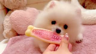 ポメラニアンの動画01