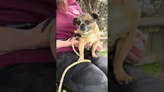 Video preview image #1 Chug Puppy For Sale in Pasadena, CA, USA