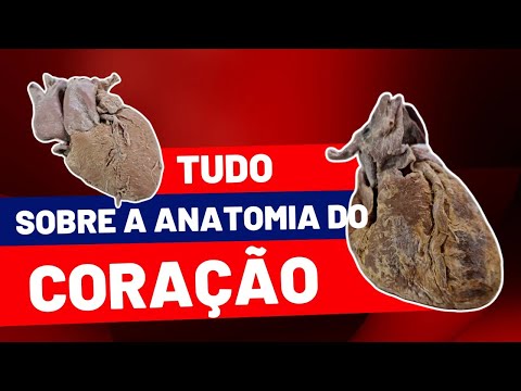 Aula prática sobre ANATOMIA DO CORAÇÃO!!!