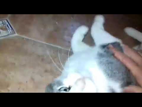 Was ist ein Rollmops? Na das....Mattis 😁😂😄💔