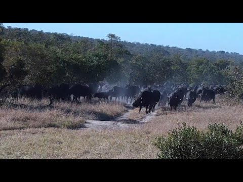 Herd of cape buffalo at Djuma Waterhole, Part 1