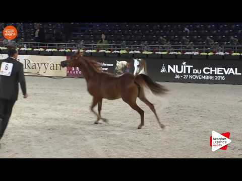 Paris 2016 - Yearling Fillies Championship