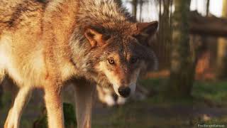 Moonsorrow - Aurinko ja Kuu