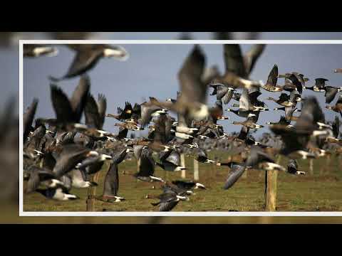 Wo man Wildgänse am Niederrhein beobachten kann