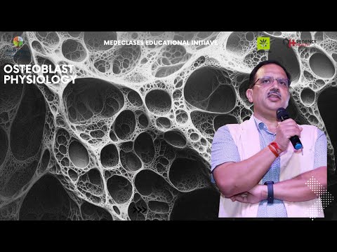 Was, warum und wie Osteoblasten – Knochenbaustoffe erklärt