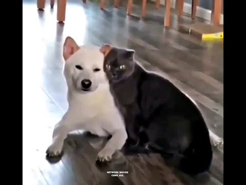 Talking Cats - Konuşan Kediler 9