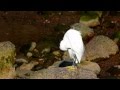 Little Egret Egretta Garzetta