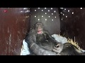 Chimpansee terug naar dierentuin Skopje