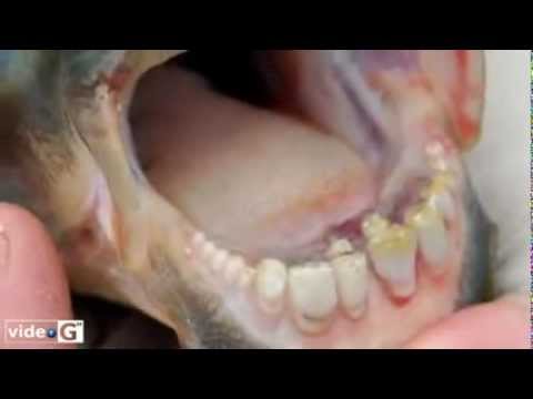 Medicina contro helminths prazitet Il helminths per avere paura di alcun aglio
