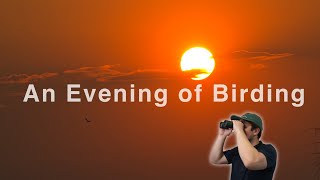 A Relaxing Evening of Birding
