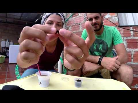 Dégustation des Hormigas culonas