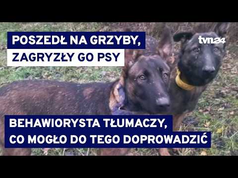 W lesie zaatakowały go psy, mężczyzna zmarł w szpitalu. Jest śledztwo prokuratury @tvn24