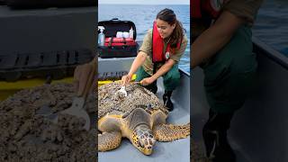 Cleaning Barnacles Off A Turtle’s Shell #aniamls #rescue #wildlife