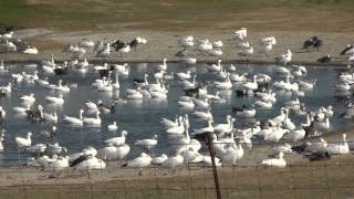preview picture of video 'Snow geese (juvenile and adults) close to 1,000, deep South Texas 2012-11-21'