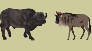 Download lagu Wildebeest vs Kerbau Afrika Mari Kita Bandingkan... mp3