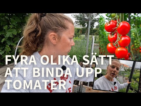 Olika sätt att binda upp tomater | Gödsla efter sommarblommor 🍅🌸