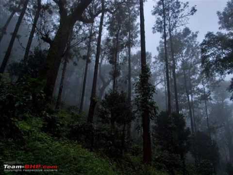 Forest Of Fog - Nebelleben
