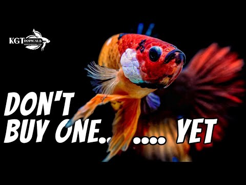 Don't Buy A Betta Fish YET! Watch This First