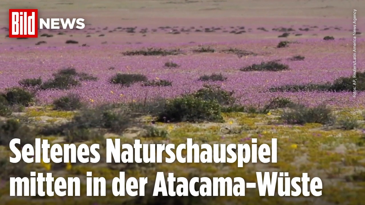 CHILE: Trockenste Wüste der Welt verwandelt sich in riesiges Blumenmeer – Atacama-Wüste blüht auf!