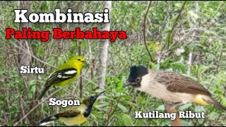 Download lagu Suara Pikat Kutilang Ribut Kombinasi Sogon Sirtu Paling Berbahaya mp3 Download lagu Suara Pikat Kutilang Ribut Kombinasi Sogon Sirtu Paling Berbahaya mp3